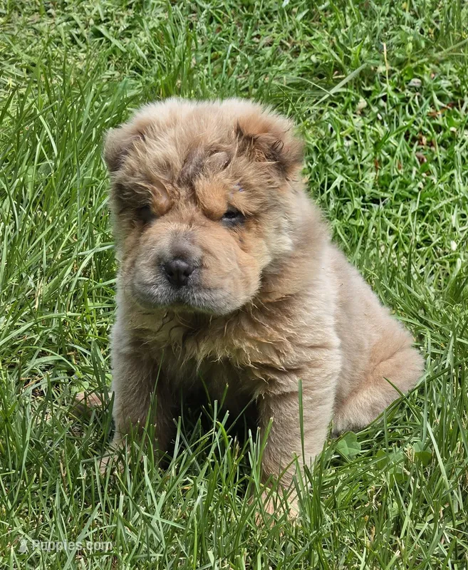 Roman – Chinese Shar-Pei, Miniature Shar-Pei puppy for sale in Pine Bush, NY