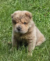 Roman, a male Chinese Shar-Pei and Miniature Shar-Pei for sale in Pine Bush, NY – 4 of 10