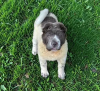 Tara blue flower bear coat mini , a female Chinese Shar-Pei and Miniature Shar-Pei for sale in Pine Bush, NY – 2 of 10
