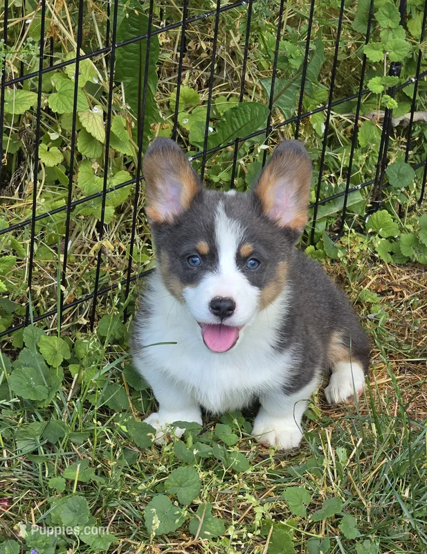Larry the low rider  – Pembroke Welsh Corgi puppy for sale in Pine Bush, NY