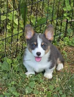Larry the low rider , a male Pembroke Welsh Corgi for sale in Pine Bush, NY – 1 of 10