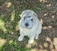 Nova blue merle flower bear , a female Chinese Shar-Pei and Miniature Shar-Pei for sale in Pine Bush, NY – 8 of 10