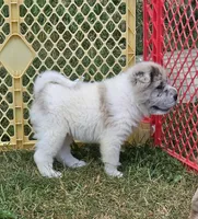 Nova blue merle flower bear , a female Chinese Shar-Pei and Miniature Shar-Pei for sale in Pine Bush, NY – 5 of 10