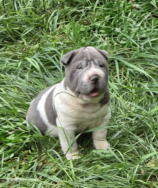 Travis Blue flower bear coat mini  – Chinese Shar-Pei, Miniature Shar-Pei puppy for sale in Pine Bush, NY