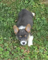 Lynx the low rider , a male Pembroke Welsh Corgi for sale in Pine Bush, NY – 6 of 10