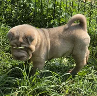 Larry, a male Chinese Shar-Pei and Miniature Shar-Pei for sale in Pine Bush, NY – 2 of 10