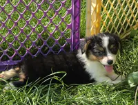 Muffin the fluffy , a female Pembroke Welsh Corgi for sale in Pine Bush, NY – 3 of 10