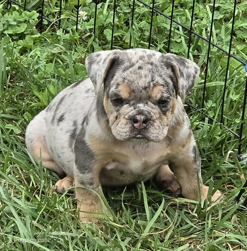 Tinsel lilac and tan merle  – English Bulldog puppy for sale in Pine Bush, NY