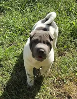 Blueberry mini flower , a female Chinese Shar-Pei and Miniature Shar-Pei for sale in Pine Bush, NY – 6 of 8