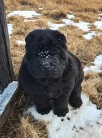 Raven black toy sized , a female Chinese Shar-Pei and Miniature Shar-Pei for sale in Pine Bush, NY – Photo 5 of 10