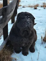 Raven black toy sized , a female Chinese Shar-Pei and Miniature Shar-Pei for sale in Pine Bush, NY – Photo 6 of 10