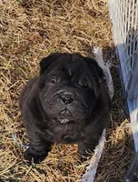 Raven black toy sized , a female Chinese Shar-Pei and Miniature Shar-Pei for sale in Pine Bush, NY – Photo 7 of 10