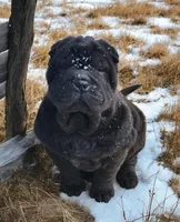 Raven black toy sized , a female Chinese Shar-Pei and Miniature Shar-Pei for sale in Pine Bush, NY – Photo 4 of 10