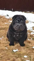 Raven black toy sized , a female Chinese Shar-Pei and Miniature Shar-Pei for sale in Pine Bush, NY – Photo 1 of 10