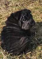 Raven black toy sized , a female Chinese Shar-Pei and Miniature Shar-Pei for sale in Pine Bush, NY – Photo 3 of 10