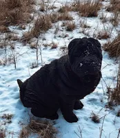 Raven black toy sized , a female Chinese Shar-Pei and Miniature Shar-Pei for sale in Pine Bush, NY – Photo 9 of 10