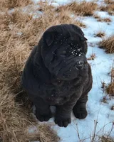 Raven black toy sized , a female Chinese Shar-Pei and Miniature Shar-Pei for sale in Pine Bush, NY – Photo 2 of 10