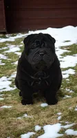 Raven black toy sized , a female Chinese Shar-Pei and Miniature Shar-Pei for sale in Pine Bush, NY – Photo 8 of 10
