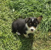 Brea , a female Pembroke Welsh Corgi for sale in Pine Bush, NY – 4 of 9