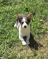 Oreo girl , a female Pembroke Welsh Corgi for sale in Pine Bush, NY – 2 of 10