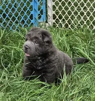 Troy blue bear coat mini , a male Chinese Shar-Pei and Miniature Shar-Pei for sale in Pine Bush, NY – 8 of 10