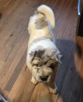 Nova blue merle flower bear , a female Chinese Shar-Pei and Miniature Shar-Pei for sale in Pine Bush, NY – 10 of 10