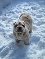 processed/8646d7c1-7846-4500-8033-7c67e9d8f43e/listing/cd83d7b2-8459-41bd-86c6-f43d0e6fd0ac/06a5f771-e1cd-4017-a60a-ff60bfa601fe