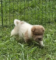 Logan mini lilac flower bear , a male Chinese Shar-Pei and Miniature Shar-Pei for sale in Pine Bush, NY – 5 of 9