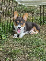 Lynx the low rider , a male Pembroke Welsh Corgi for sale in Pine Bush, NY – 3 of 10