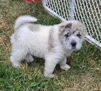 Nova blue merle flower bear , a female Chinese Shar-Pei and Miniature Shar-Pei for sale in Pine Bush, NY – 3 of 10