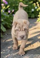 Larry, a male Chinese Shar-Pei and Miniature Shar-Pei for sale in Pine Bush, NY – 6 of 10