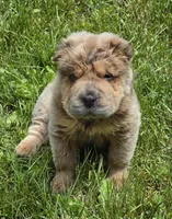 Roman, a male Chinese Shar-Pei and Miniature Shar-Pei for sale in Pine Bush, NY – 6 of 10