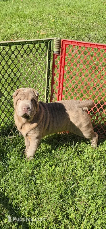 Lyla  – Chinese Shar-Pei, Miniature Shar-Pei puppy for sale in Pine Bush, NY