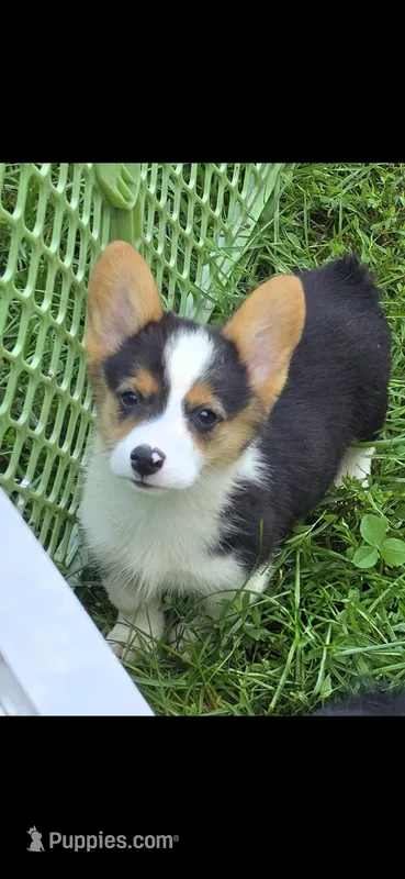 Raina  – Pembroke Welsh Corgi puppy for sale in Pine Bush, NY