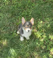 Lara the low rider , a female Pembroke Welsh Corgi for sale in Pine Bush, NY – 5 of 10