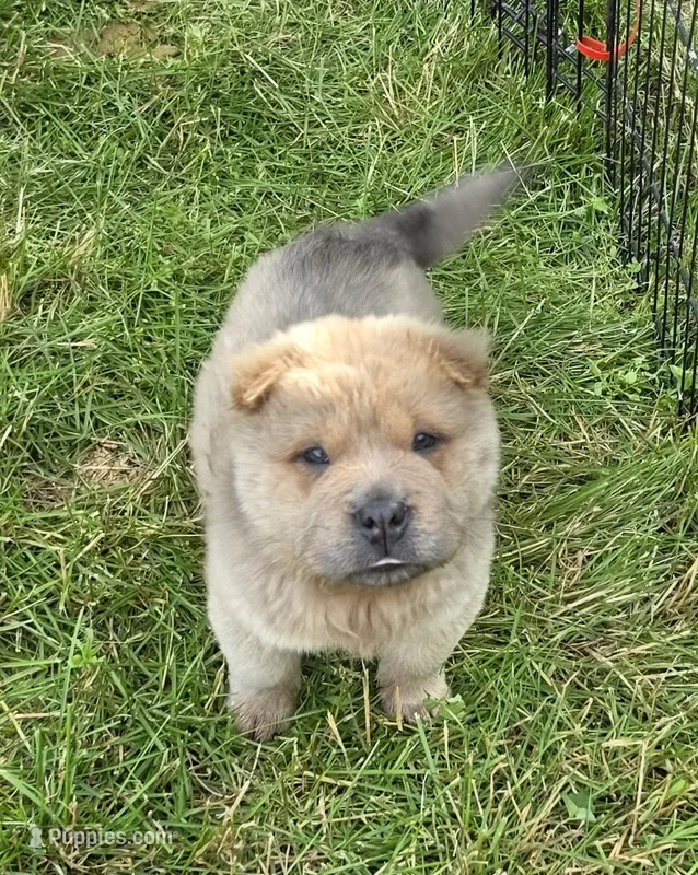 Nacho mini bear  – Chinese Shar-Pei, Miniature Shar-Pei puppy for sale in Pine Bush, NY
