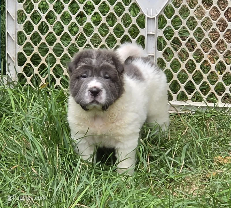 Tabitha blue flower bear mini  – Chinese Shar-Pei, Miniature Shar-Pei puppy for sale in Pine Bush, NY