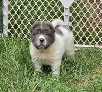 Tabitha blue flower bear mini , a female Chinese Shar-Pei and Miniature Shar-Pei for sale in Pine Bush, NY – 1 of 10