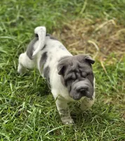 Tina Blue flower mini brush, a female Chinese Shar-Pei and Miniature Shar-Pei for sale in Pine Bush, NY – 6 of 10