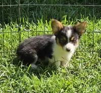 Muffin , a female Pembroke Welsh Corgi for sale in Pine Bush, NY – 6 of 10