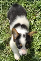Oreo girl , a female Pembroke Welsh Corgi for sale in Pine Bush, NY – 8 of 10