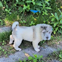 Nova blue merle flower bear , a female Chinese Shar-Pei and Miniature Shar-Pei for sale in Pine Bush, NY – 2 of 10
