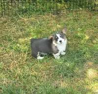 Larry the low rider , a male Pembroke Welsh Corgi for sale in Pine Bush, NY – 3 of 10