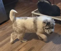 Nova blue merle flower bear , a female Chinese Shar-Pei and Miniature Shar-Pei for sale in Pine Bush, NY – 9 of 10