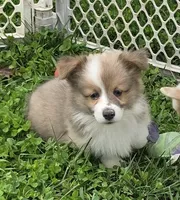Dazzling Danny, a male Pembroke Welsh Corgi for sale in Pine Bush, NY – 6 of 10