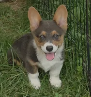 Lynx the low rider , a male Pembroke Welsh Corgi for sale in Pine Bush, NY – 7 of 10