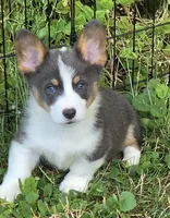 Larry the low rider , a male Pembroke Welsh Corgi for sale in Pine Bush, NY – 4 of 10