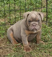 Link the lilac and tan, a male English Bulldog for sale in Pine Bush, NY – 5 of 10