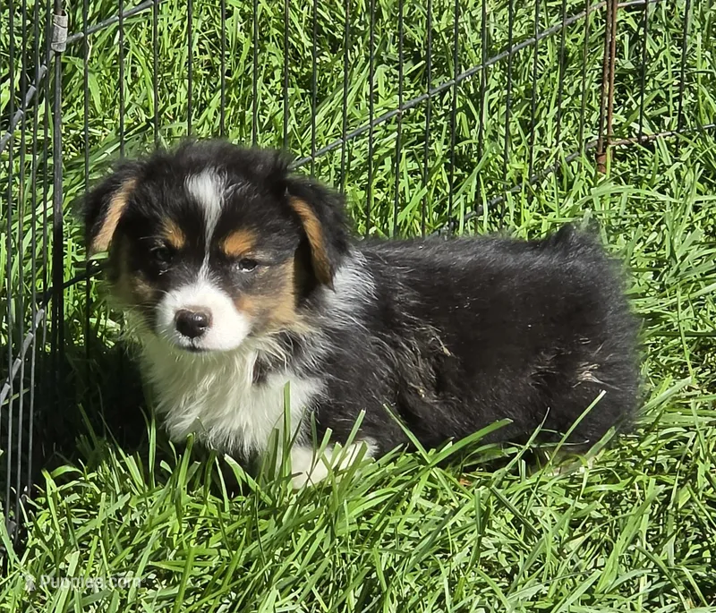 Puffy the fluffy – Pembroke Welsh Corgi puppy for sale in Pine Bush, NY