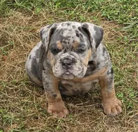 Sparkle lilac and tan merle , a female English Bulldog for sale in Pine Bush, NY – 3 of 6